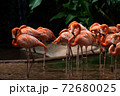Flock of American Flamingoes in a bird park 72680025