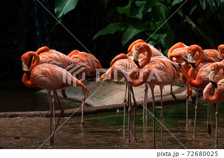 Flock of American Flamingoes in a bird park Flock of American Flamingoes in a bird park 72680025