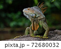 Close-up on an Iguana Lizard in a Park 72680032