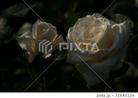 満開の白薔薇 パスカリの写真素材