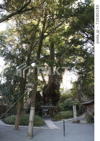来宮神社:大楠(静岡県熱海市) 来宮神社:大楠(静岡県熱海市) 72680280