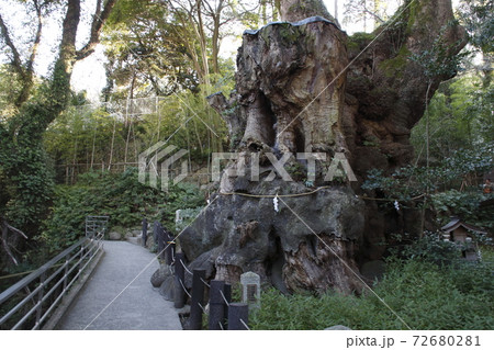 来宮神社：大楠（静岡県熱海市） 72680281
