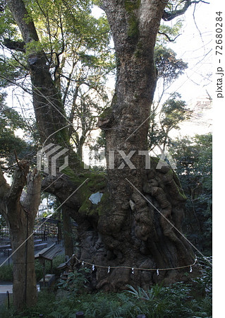 来宮神社:大楠(静岡県熱海市) 来宮神社:大楠(静岡県熱海市) 72680284