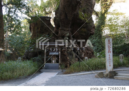 来宮神社：大楠（静岡県熱海市） 72680286