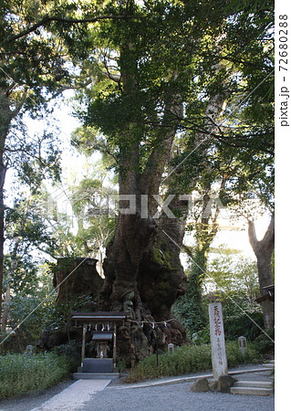 来宮神社：大楠（静岡県熱海市） 72680288