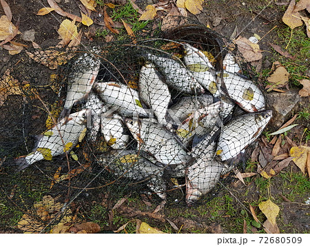 Catching silver bream. Good fishing. Catch after fishing. 72680509