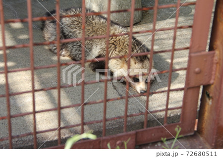 陽射しの中で眠る狸たぬき 陽射しの中で眠る狸たぬき 72680511