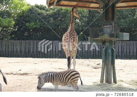 シマウマとキリンの体格差の写真素材