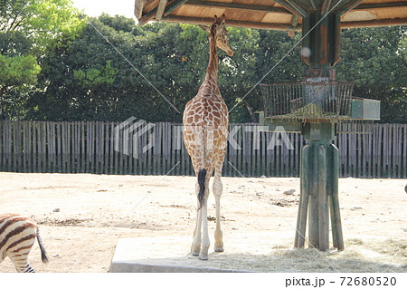 キリンの後ろ姿 72680520