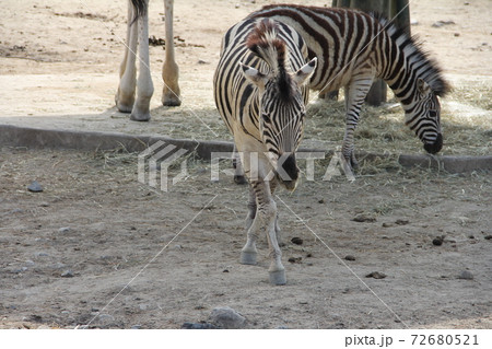 シマウマの歩き方 72680521