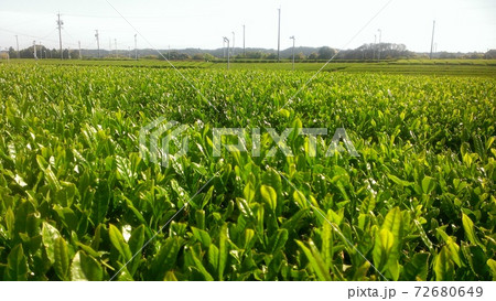 日本茶の日本三大名産地である静岡県の牧之原台地の茶畑風景。 日本茶の日本三大名産地である静岡県の牧之原台地の茶畑風景。 72680649