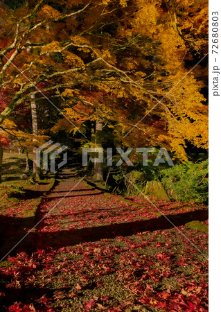 龍穏寺 紅葉夜景 72680803