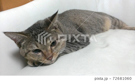 白いソファーでまったりとしている子猫。 白いソファーでまったりとしている子猫。 72681060