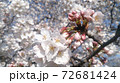 満開の桜の花びらのクローズアップ。 72681424
