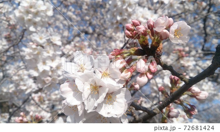 満開の桜の花びらのクローズアップ。 満開の桜の花びらのクローズアップ。 72681424