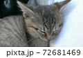 安心してぐっすりと眠る子猫。 72681469