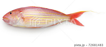 イトヨリダイ イトヨリダイ 72681483