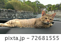 自動車のダッシュボードで寛ぐ茶色の子猫。 72681555
