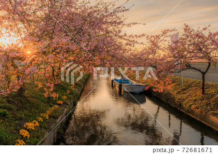 笠松河津桜ロード 日の出 72681671