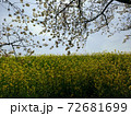 黄色一面の菜の花と白い桜が咲き誇る暖かな春の風景。 72681699