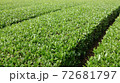 静岡県の川根地域は美味しい日本茶の生産で有名な地域。美しく整った茶畑の風景。 72681797