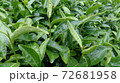 雨に濡れた茶畑の茶葉のクローズアップ。 72681958