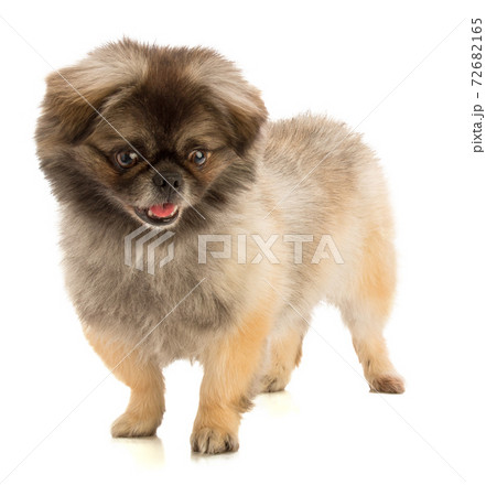 Pekingese dog in stand 72682165