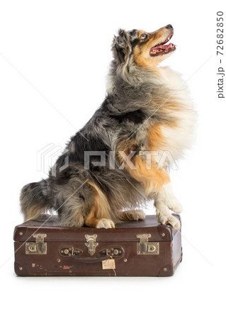 Australian shepherd blue merle with suitcase Australian shepherd blue merle with suitcase 72682850