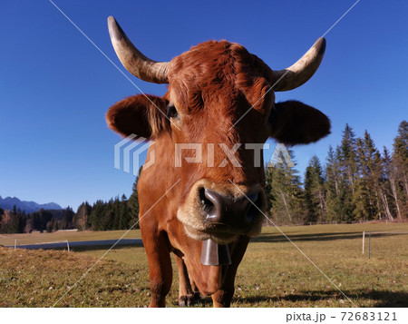 牛の正面アップ写真素材 72683121
