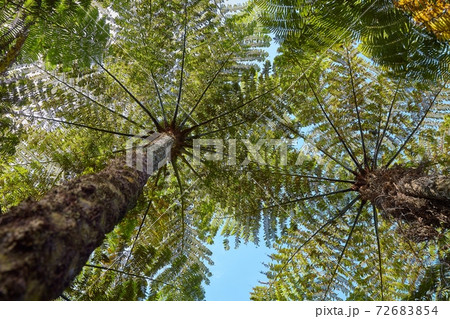 Lush green tree ferns Lush green tree ferns 72683854