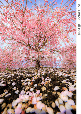 鈴鹿の森庭園 72684178