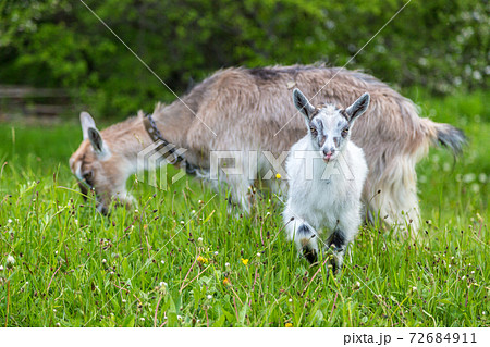 A goat and yeanling 72684911