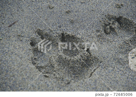 砂浜にあった犬の足跡   バンクーバー ブリティッシュコロンビア カナダ 砂浜にあった犬の足跡   バンクーバー ブリティッシュコロンビア カナダ 72685006