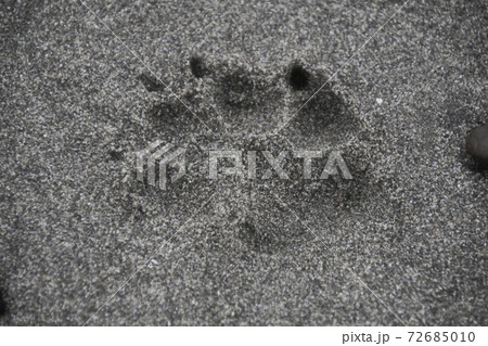 砂浜にあった犬の足跡 バンクーバー ブリティッシュコロンビア カナダの写真素材
