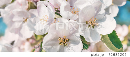Spring blooming tree branches on baby blue sky with bokeh Spring blooming tree branches on baby blue sky with bokeh 72685205