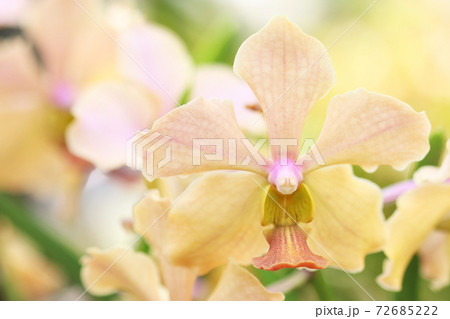 蘭の花 72685222