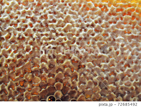 Drop of bee honey drip from hexagonal honeycombs 72685492