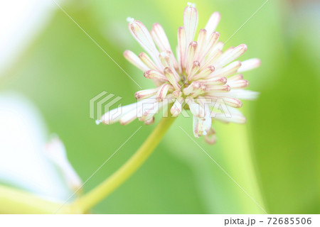 ドラセナ マッサンゲアナの花 つぼみの写真素材