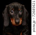 dachshund puppy on the black background 72685621