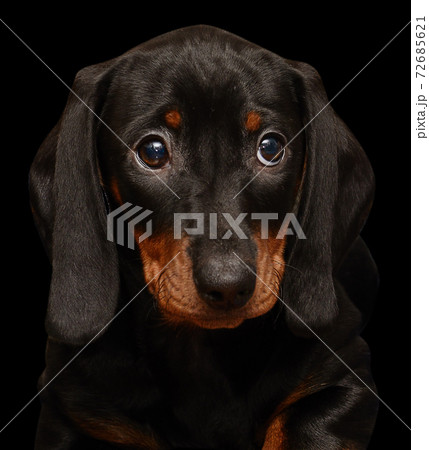 dachshund puppy on the black background 72685621