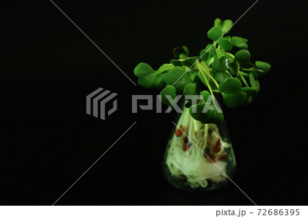 黒背景のカイワレ大根 黒背景のカイワレ大根 72686395