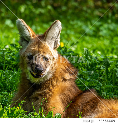 The Maned Wolf, Chrysocyon brachyurus is the largest canid of South America The Maned Wolf, Chrysocyon brachyurus is the largest canid of South America 72686669
