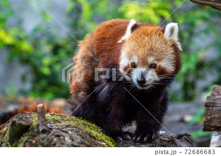 The red panda, Ailurus fulgens, also called the lesser panda. The red panda, Ailurus fulgens, also called the lesser panda. 72686683