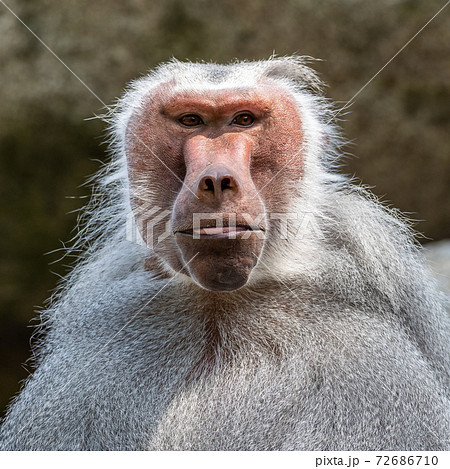 The hamadryas baboon, Papio hamadryas is a species of baboon The hamadryas baboon, Papio hamadryas is a species of baboon 72686710