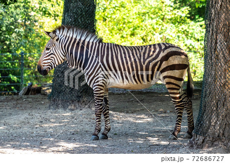 Hartmann's Mountain Zebra, Equus zebra hartmannae. An endangered zebra Hartmann's Mountain Zebra, Equus zebra hartmannae. An endangered zebra 72686727