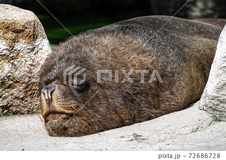 The South American sea lion, Otaria flavescens in the zoo 72686728