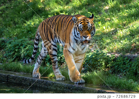 The Siberian tiger,Panthera tigris altaica in a park 72686729