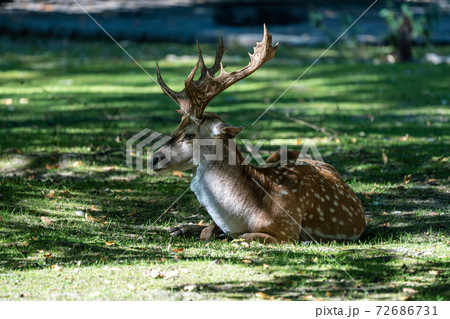 The fallow deer, Dama mesopotamica is a ruminant mammal The fallow deer, Dama mesopotamica is a ruminant mammal 72686731