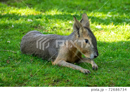 Patagonian Mara, Dolichotis patagonum are large relatives of guinea pigs 72686734