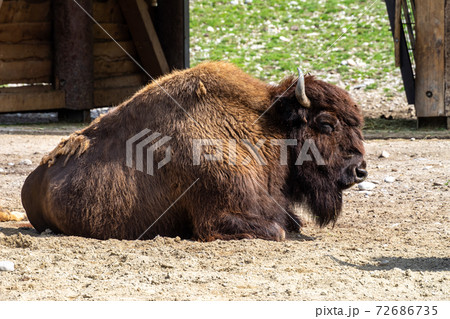 American buffalo known as bison, Bos bison in the zoo 72686735